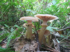 Armillaria sinapina