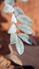 Astragalus zionis