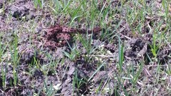 Protobothrops mucrosquamatus