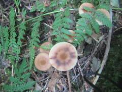 Armillaria sinapina