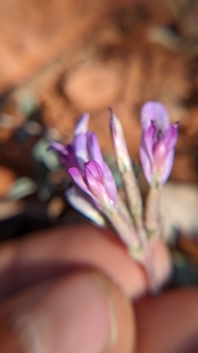 Image of Astragalus zionis by (c) Darrin Gobble, some rights reserved (CC BY)