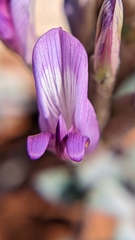 Astragalus zionis