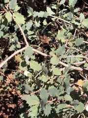 Quercus turbinella