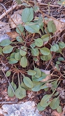 Penstemon humilis obtusifolius