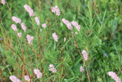 Persicaria bicornis