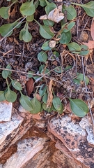 Penstemon humilis obtusifolius