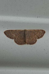 Leptostales pannaria