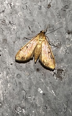 Herpetogramma bipunctalis