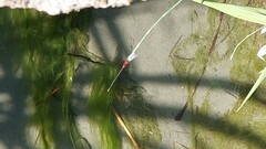 Pseudagrion pilidorsum