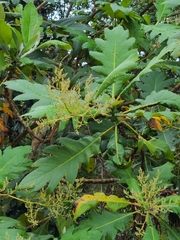 Bocconia frutescens