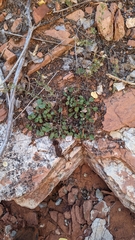 Penstemon humilis obtusifolius