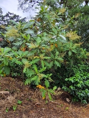 Bocconia frutescens