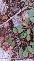Penstemon humilis obtusifolius
