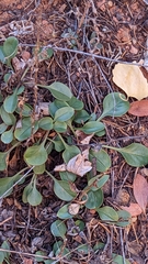 Penstemon humilis obtusifolius