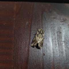 Spodoptera ornithogalli