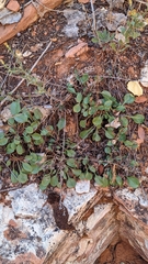 Penstemon humilis obtusifolius