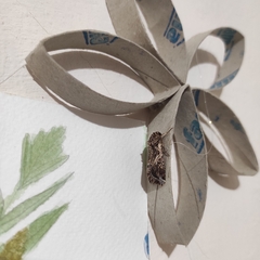 Spodoptera ornithogalli