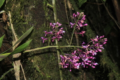 Epidendrum laeve