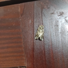 Spodoptera ornithogalli