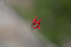 Salvia roemeriana