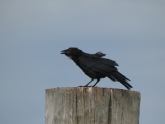 Corvus ossifragus