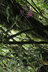 Epidendrum laeve