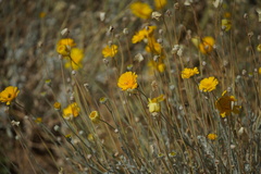 Baileya multiradiata