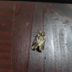 Spodoptera ornithogalli