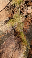Tamarix chinensis
