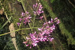 Epidendrum laeve