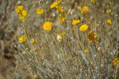 Baileya multiradiata