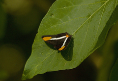 Adelpha syma