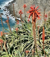 Aloe arborescens