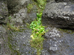 Ligusticum scothicum