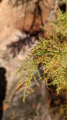 Tamarix chinensis