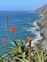 Aloe arborescens