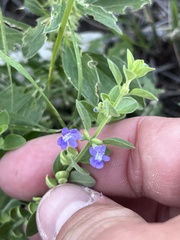 Scutellaria drummondii