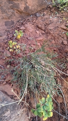 Lomatium graveolens alpinum