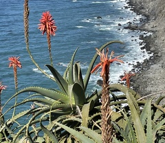 Aloe arborescens