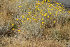 Baileya multiradiata