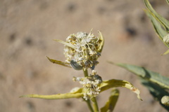 Asclepias erosa