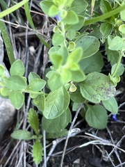 Scutellaria drummondii