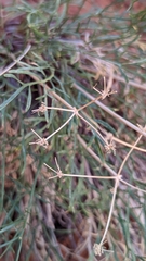 Lomatium graveolens alpinum