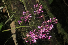 Epidendrum laeve