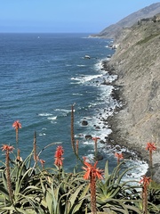 Aloe arborescens