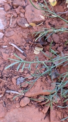 Lomatium graveolens alpinum