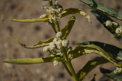 Asclepias erosa