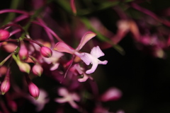 Epidendrum laeve