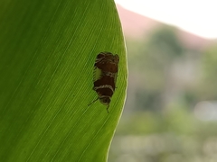 Lophopinae
