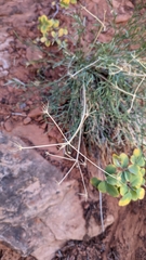 Lomatium graveolens alpinum